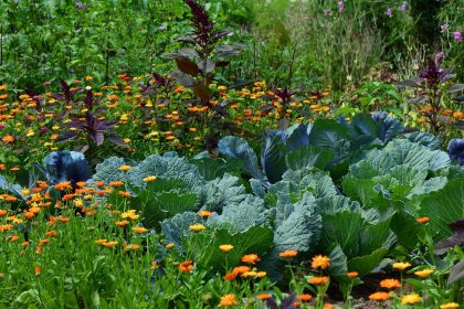 jardin écologie