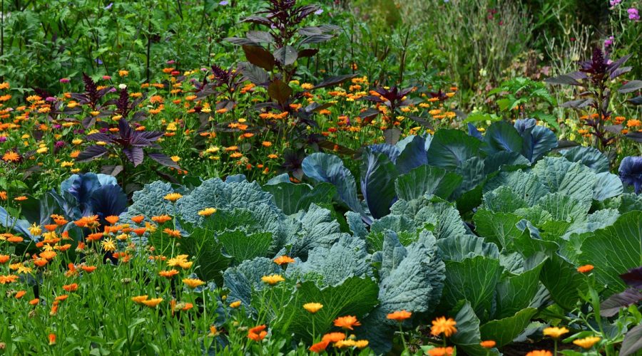 jardin écologie