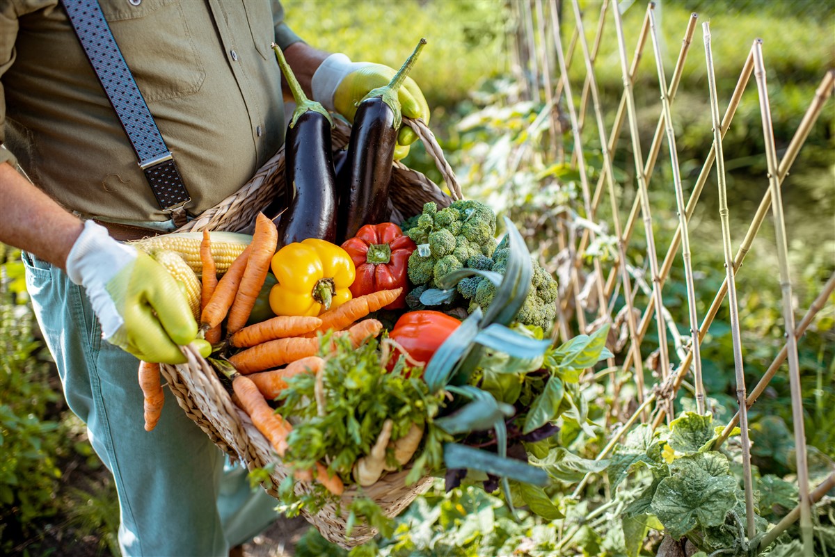 Calendrier de plantation des légumes