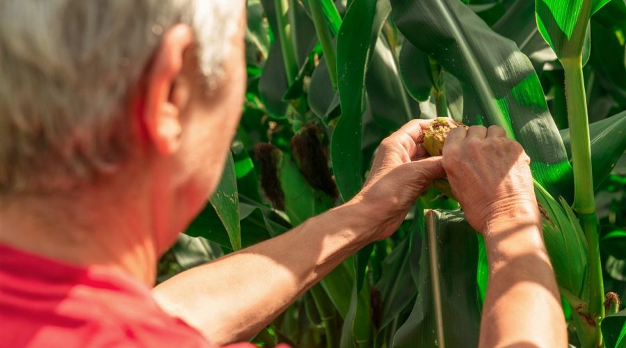 Obtenir le statut d'agriculteur