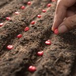 variétés de graines de pastèque à planter