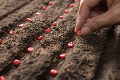 variétés de graines de pastèque à planter