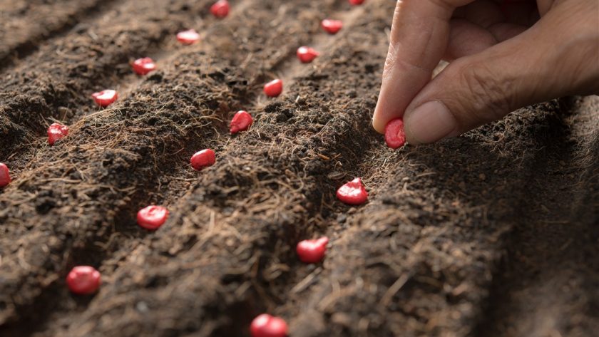 variétés de graines de pastèque à planter