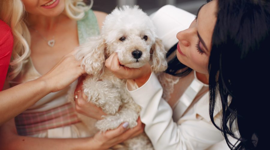 bichon maltais
