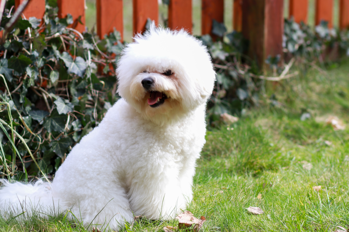 éduquer bichon maltais