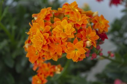 Entretien et culture du Kalanchoe