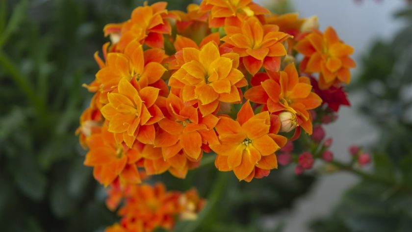 Entretien et culture du Kalanchoe