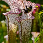 Soins pour la Sarracenia