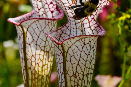 Soins pour la Sarracenia