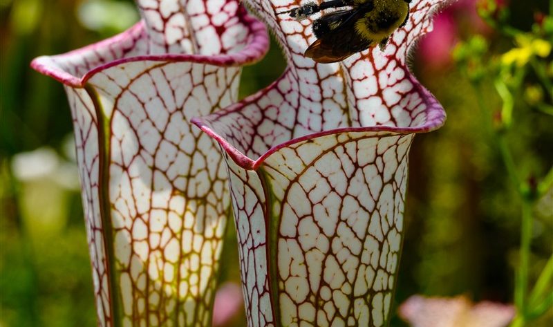 Soins pour la Sarracenia