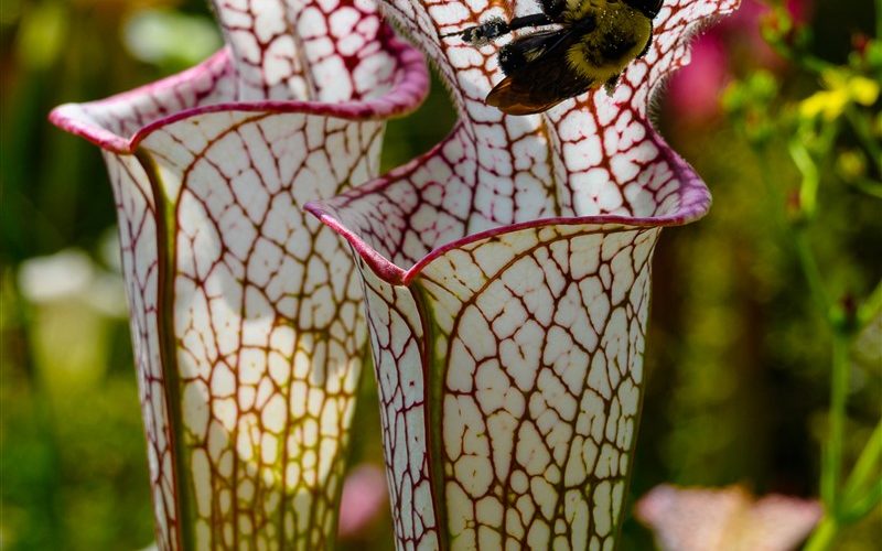 Soins pour la Sarracenia