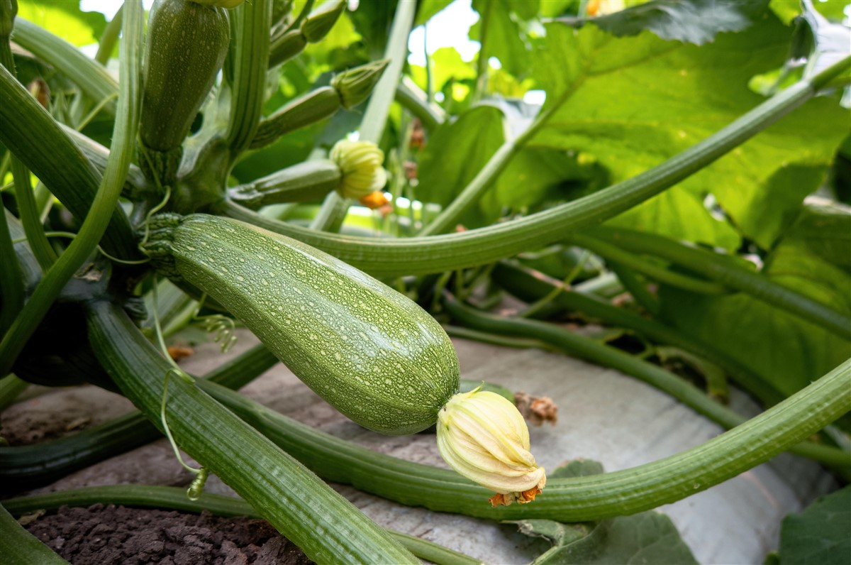 arrosage des courgettes du jardin