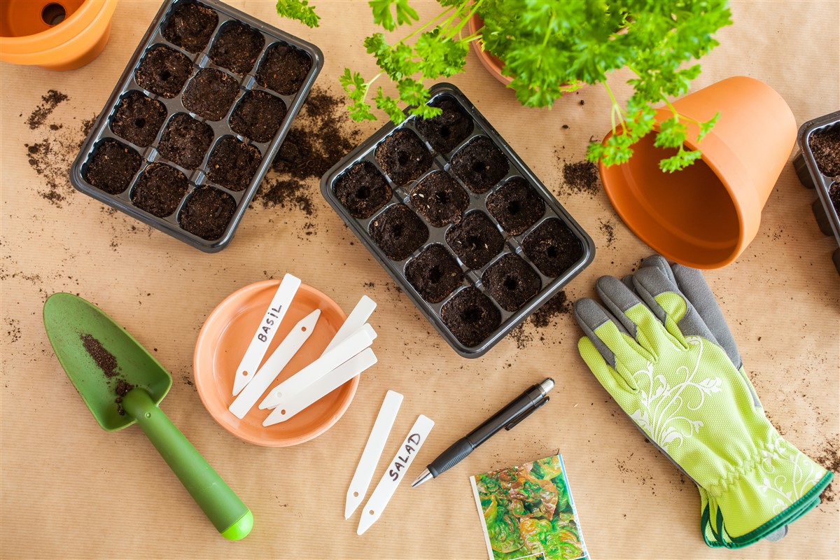 coupelle de germination pour des semis réussis