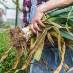 culture du poireau réussie en climat tempéré