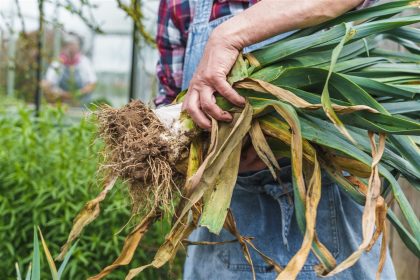 culture du poireau réussie en climat tempéré