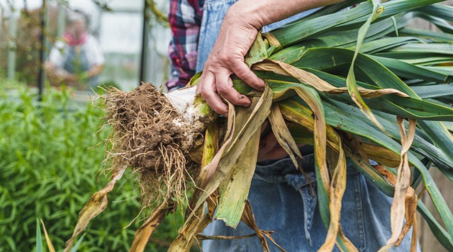 culture du poireau réussie en climat tempéré