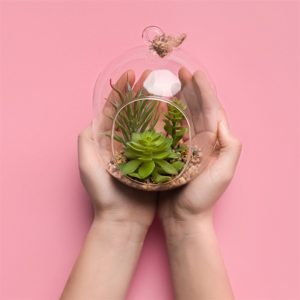 espèces végétales pour un terrarium miniature