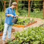 fréquence pour l'arrosage des courgettes