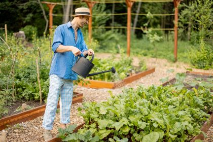 fréquence pour l'arrosage des courgettes