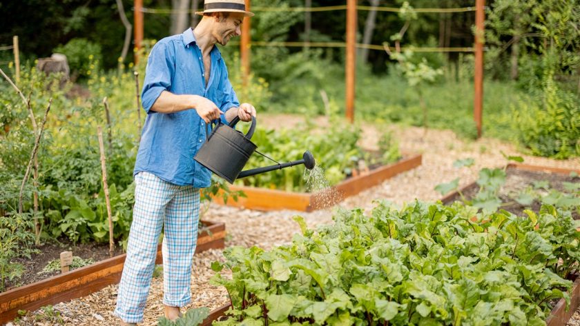 fréquence pour l'arrosage des courgettes