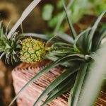 fruitiers nains pour un balcon fleuri