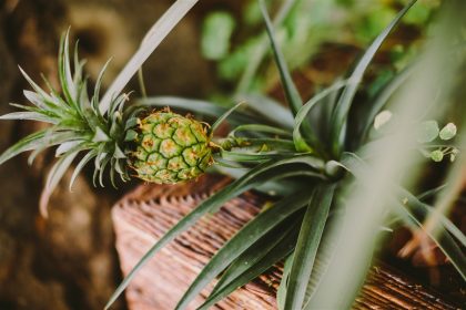 fruitiers nains pour un balcon fleuri