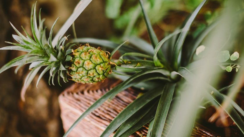 fruitiers nains pour un balcon fleuri