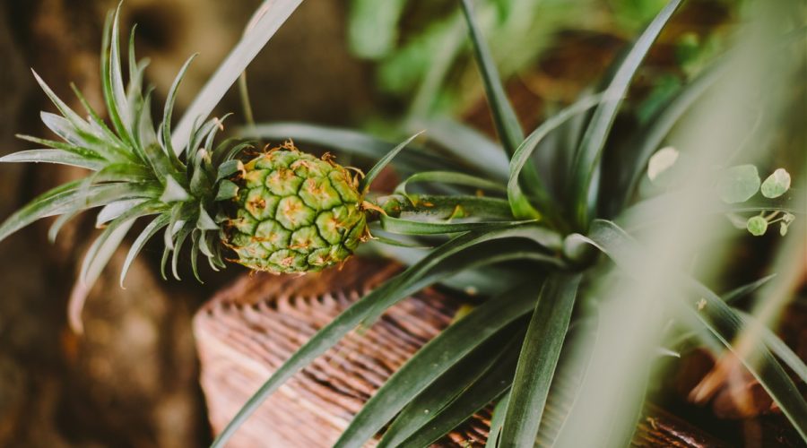 fruitiers nains pour un balcon fleuri