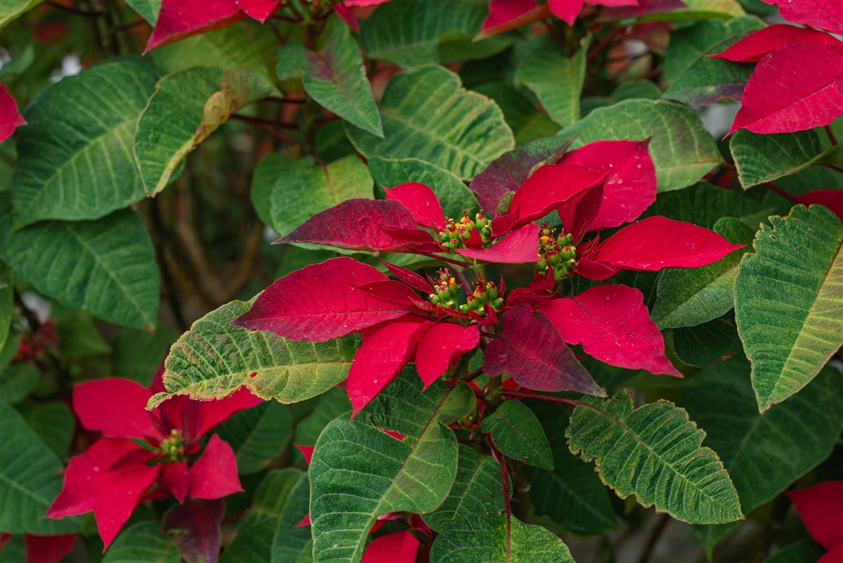 garantir une floraison de Poinsettia