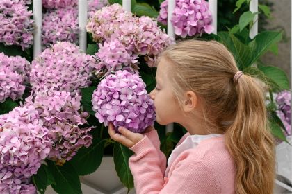 secrets de la taille de l'hortensia