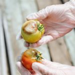 traiter le mildiou sur vos plants de tomates