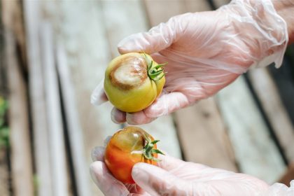 traiter le mildiou sur vos plants de tomates