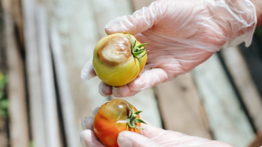 traiter le mildiou sur vos plants de tomates