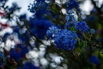 univers du lilas de Californie