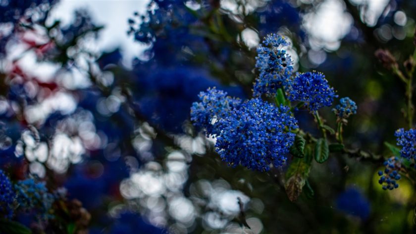 univers du lilas de Californie