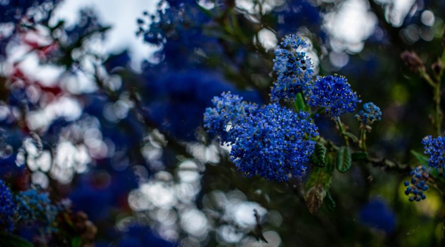 univers du lilas de Californie