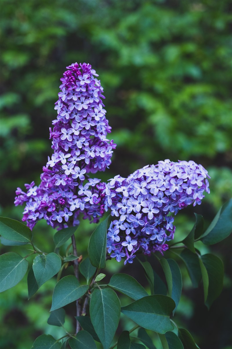 univers du lilas et ses nuances bleutées