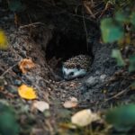 Comment savoir si c'est une crotte de hérisson