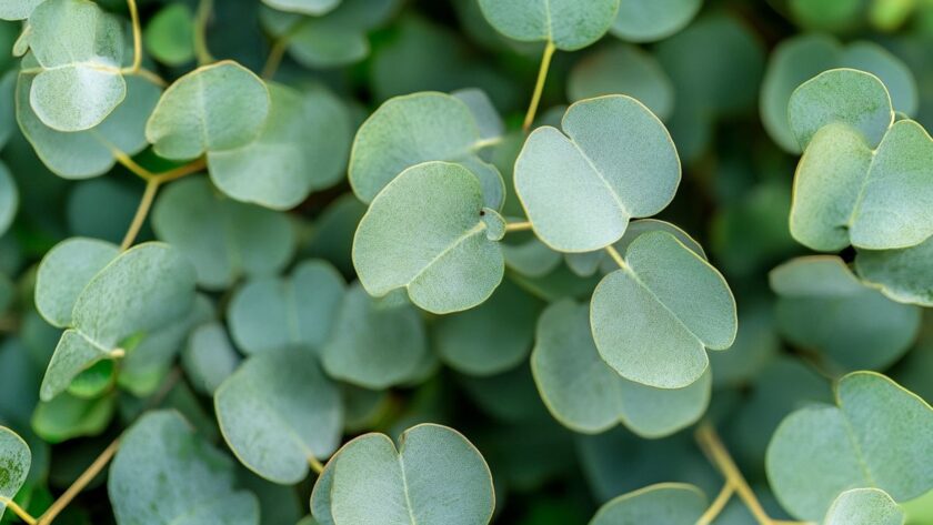 Eucalyptus Gunnii : les inconvénients cachés que tout jardinier devrait savoir