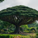 Pourquoi l'arbre de Judée peut avoir des inconvénients dans votre jardin