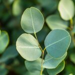 Pourquoi ne pas planter un Eucalyptus : décryptage des mythes et réalités