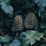 Savoir reconnaître et récolter les morilles en toute sécurité