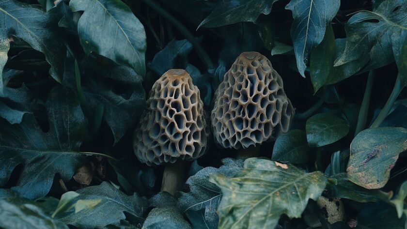 Savoir reconnaître et récolter les morilles en toute sécurité