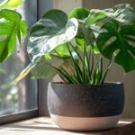 Tout ce que vous devez savoir sur rempoter un Monstera chez soi