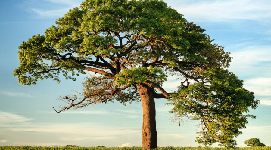 nom arbre