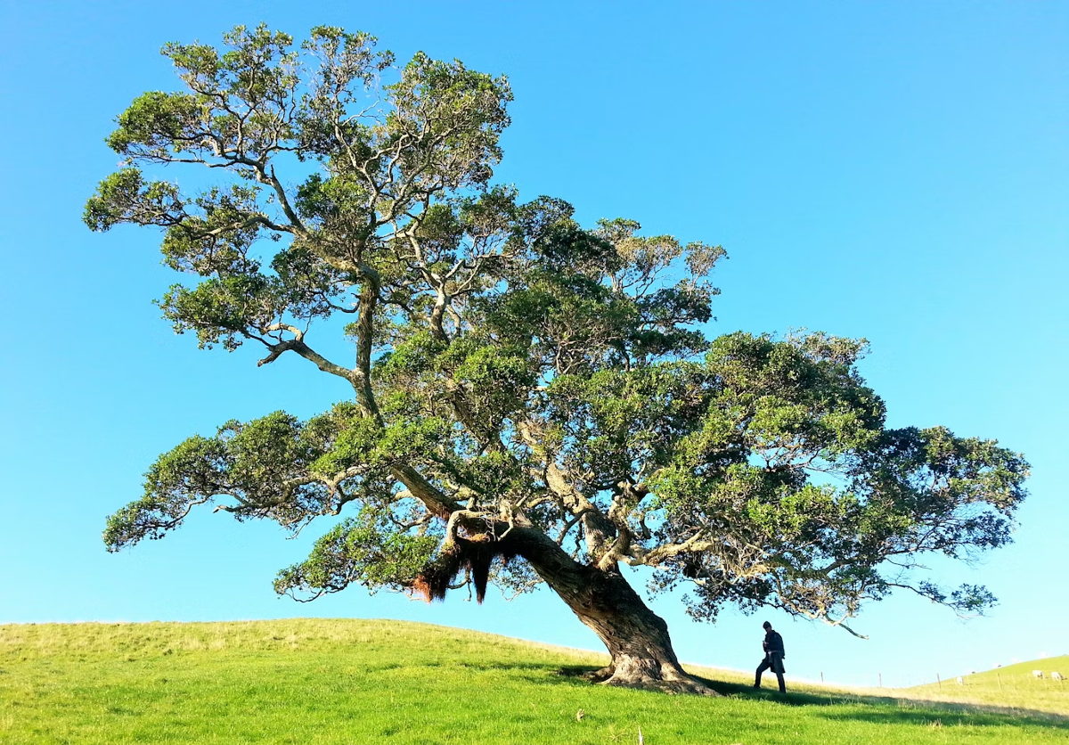 site nom arbre