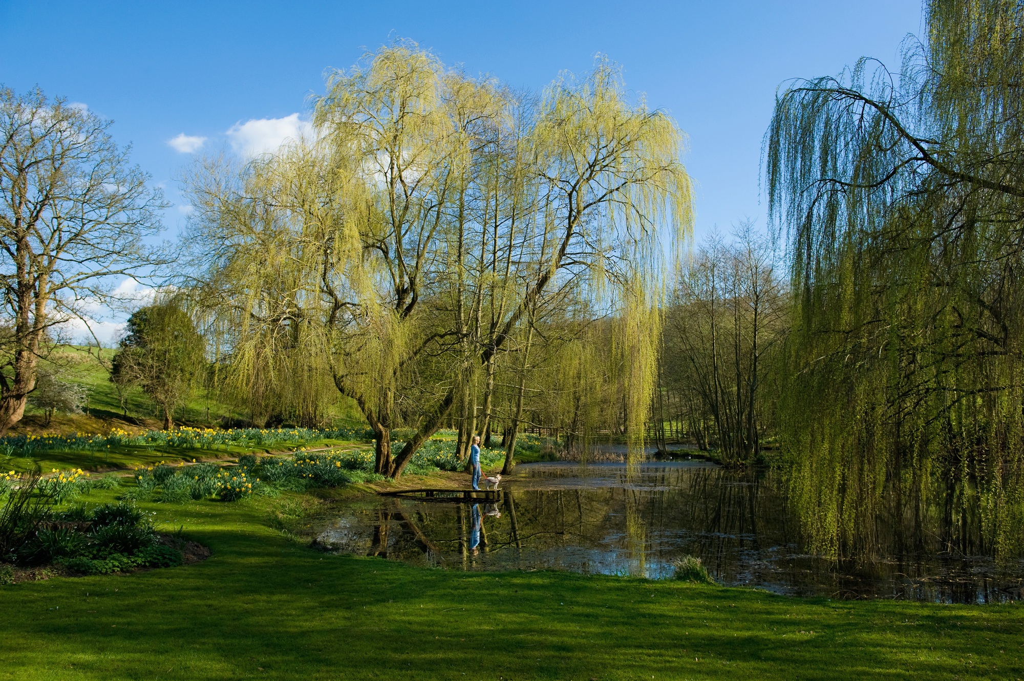 A woman and a dog standing on a jetty on a lake, with weeping willow trees behind.