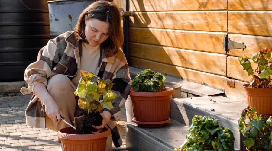 A young woman potting a begonia plant to a flowerpot. Outdoor gardening.