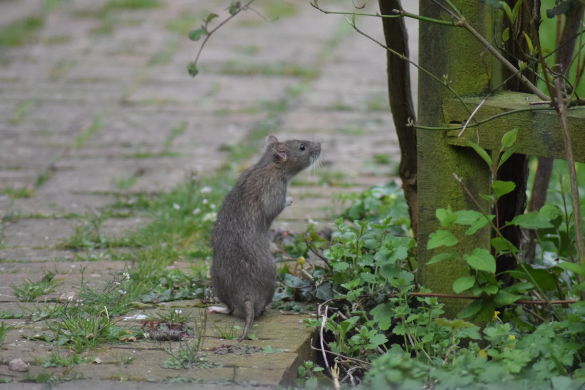 débarrasser rat