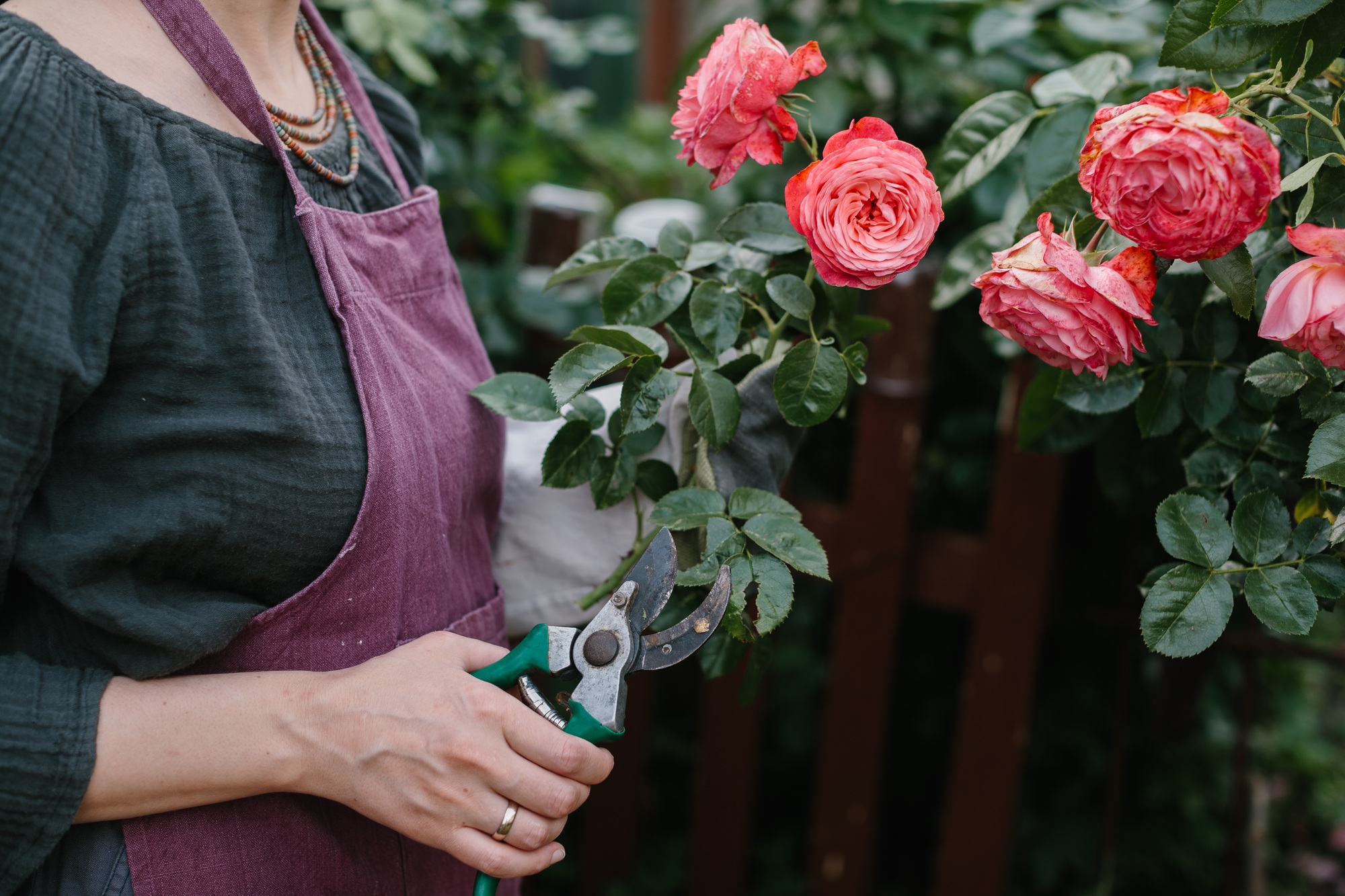 Gardener Pruning Vibrant Pink Roses in a Peaceful Garden Setting